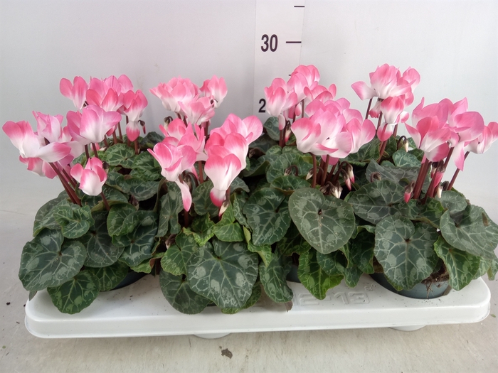 <h4>Cyclamen MD 'Indiaka'</h4>