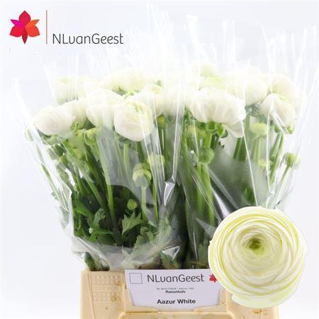 <h4>Ran Aazur White</h4>