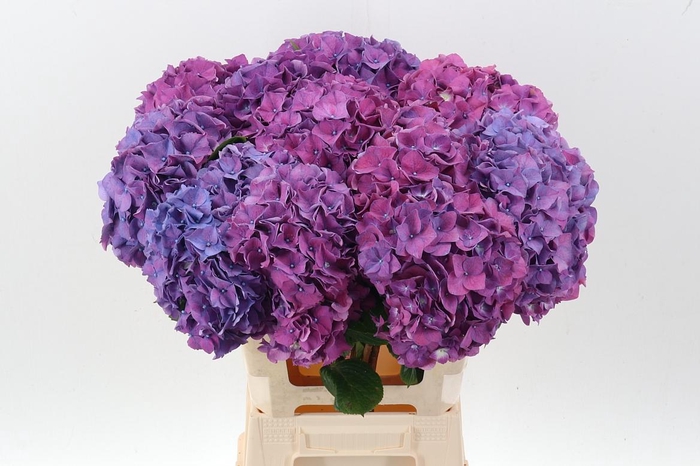 <h4>Hydr M Sibilla Pa</h4>