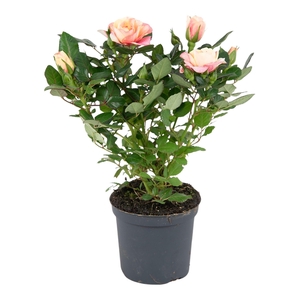 Nolina Roses Ø 7 cm. Gosia