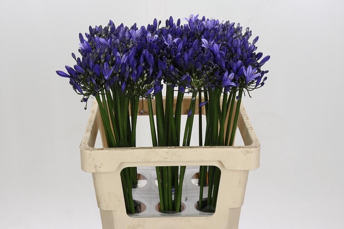 <h4>Agapanthus Uri</h4>