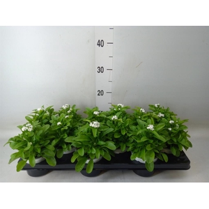 Myosotis sylv. 'Mon Amie White'