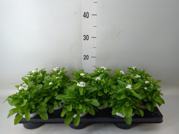 <h4>Myosotis sylv. 'Mon Amie White'</h4>