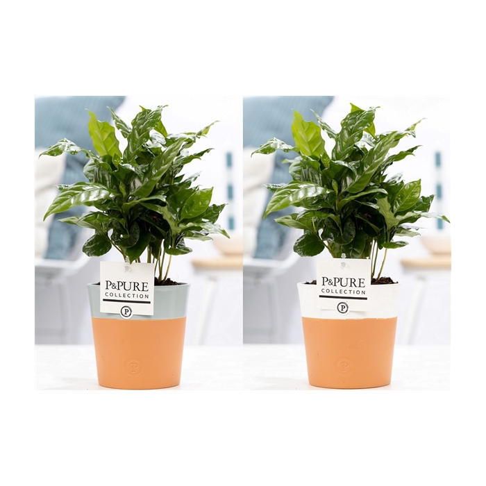 <h4>Coffea Arabica in P&PURE Pure Terra Cotta 4 ass.2</h4>