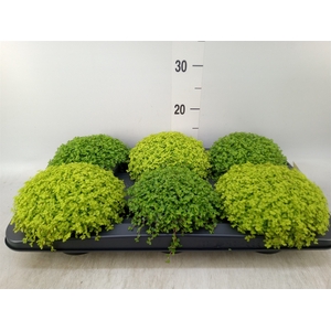 Soleirolia soleirolii   ...mix 2