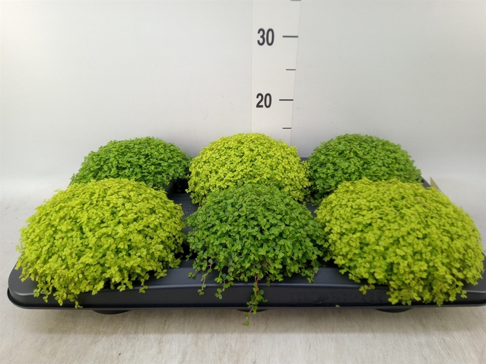 <h4>Soleirolia soleirolii   ...mix 2</h4>