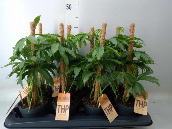 <h4>Anthurium   ...</h4>