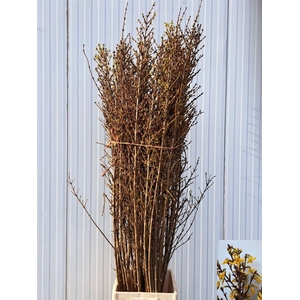 Forsythia I Spectabilis