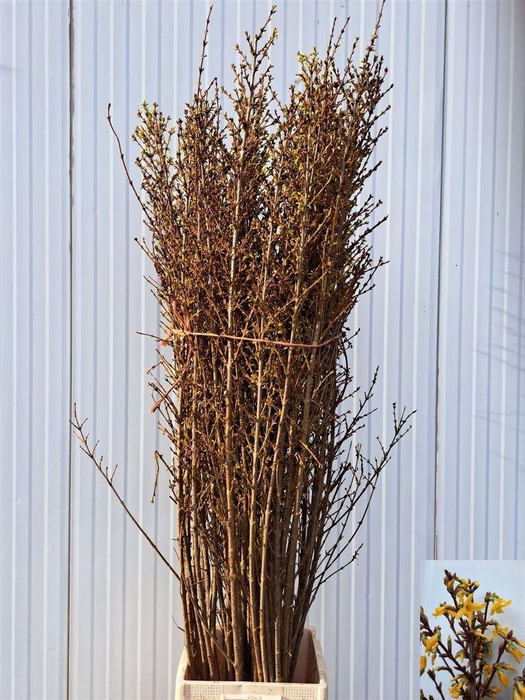 Forsythia I Spectabilis