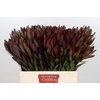 Leucadendron Saf Sunset Dark R.