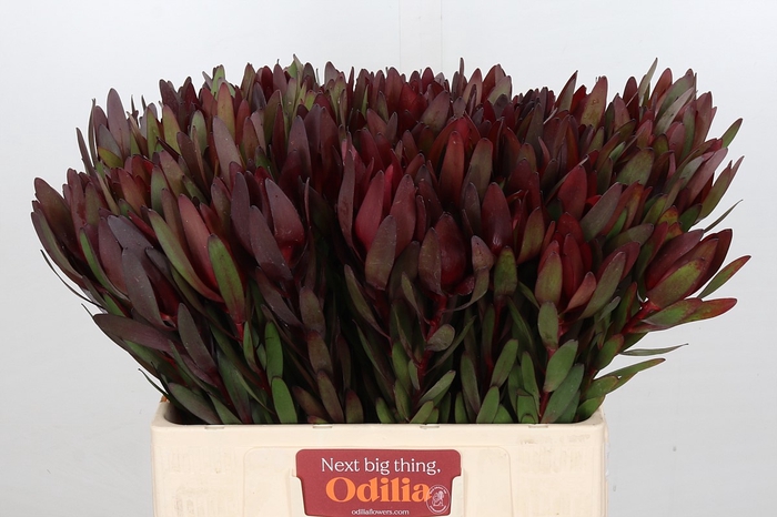 <h4>Leucadendron Saf Sunset Dark R.</h4>