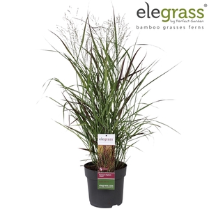 Panicum virgatum Sangria P23