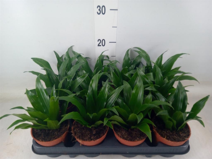 <h4>Dracaena frag. 'Compacta'</h4>