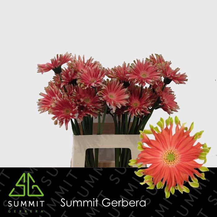 <h4>Gerbera Pastini Rivello Lang Gelijk 56cm Water x40</h4>