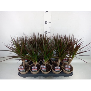 Dracaena marg. 'Magenta'