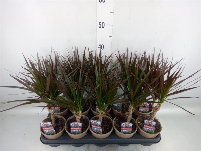 <h4>Dracaena marg. 'Magenta'</h4>