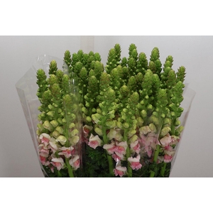 Antir It Appleblossom