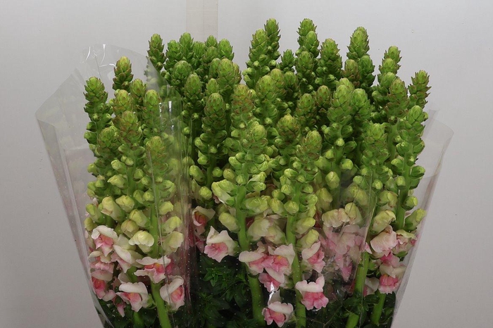 <h4>Antir It Appleblossom</h4>