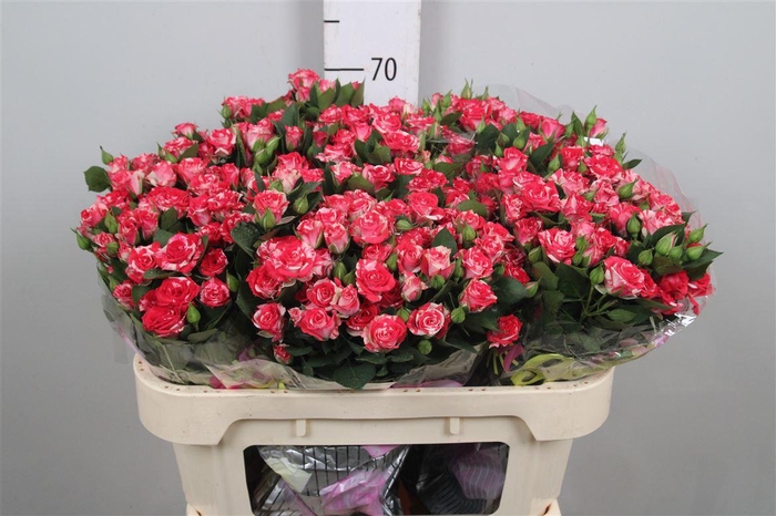 <h4>R Tr Fireworks</h4>