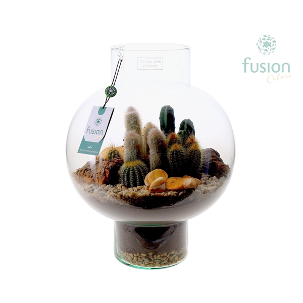 <h4>Green Bottle Laura Large met Cactussen arrangement</h4>