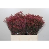 Limonium China Red