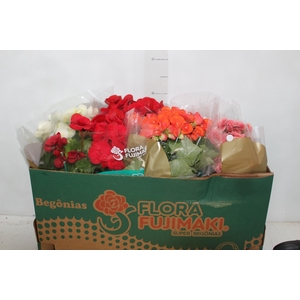 BEGONIA P15