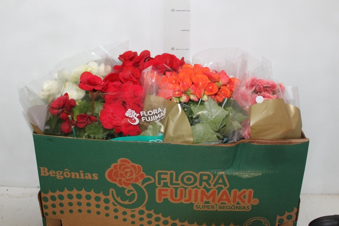 <h4>BEGONIA P15</h4>