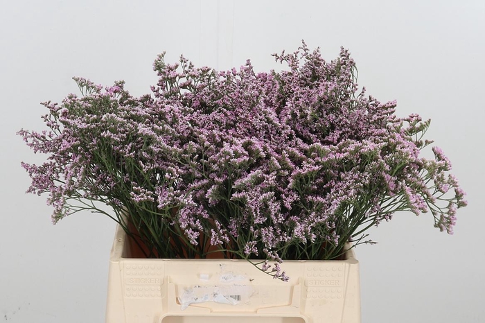 <h4>Lim Saf Oshi Pink</h4>