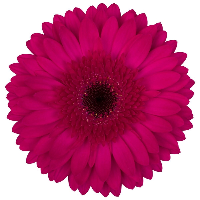 <h4>Gerbera Martini Diamond per kaart</h4>
