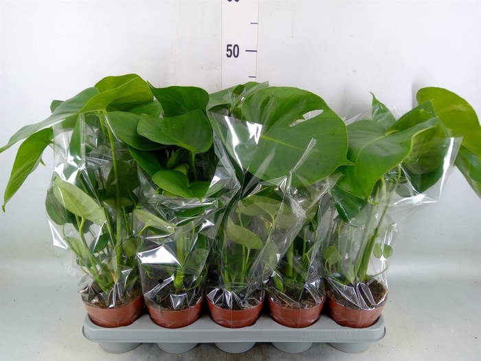 <h4>Monstera delic.</h4>