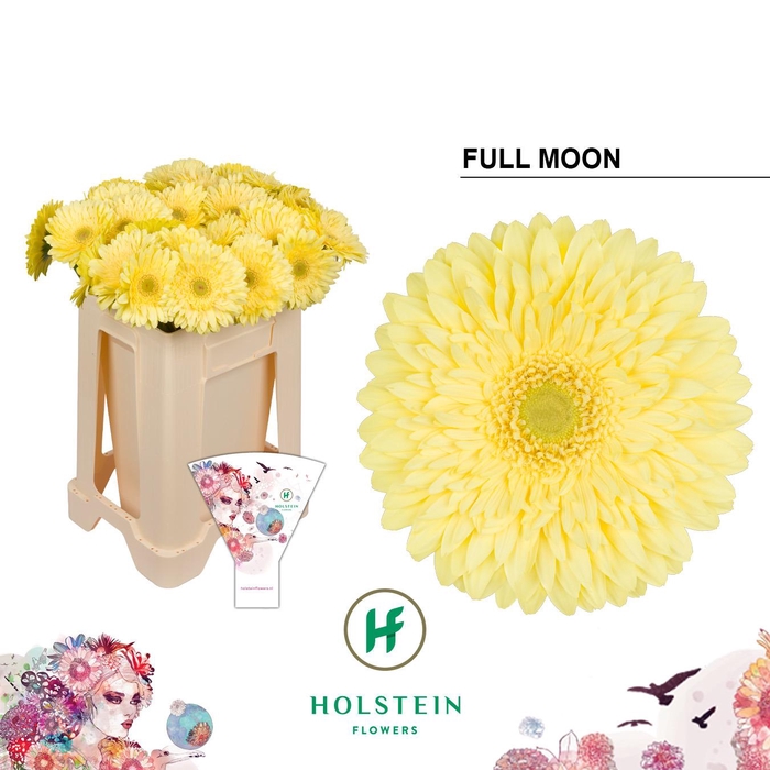 <h4>Gerbera Full Moon</h4>