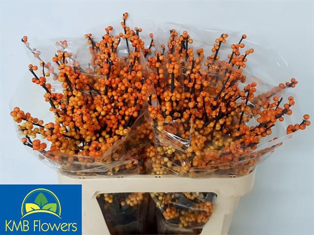 ILEX VE MAG CRESGOLD