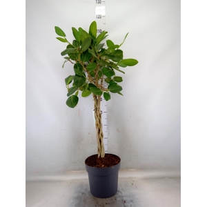 Ficus benghalensis 'Audrey'