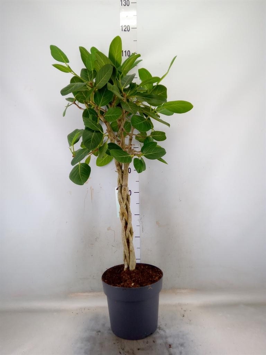 <h4>Ficus benghalensis 'Audrey'</h4>