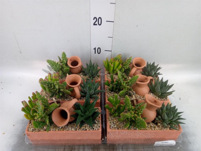 <h4>Arr.  Cactus L%</h4>
