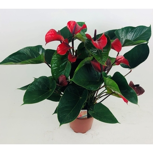 Anthurium  'Deco Red'