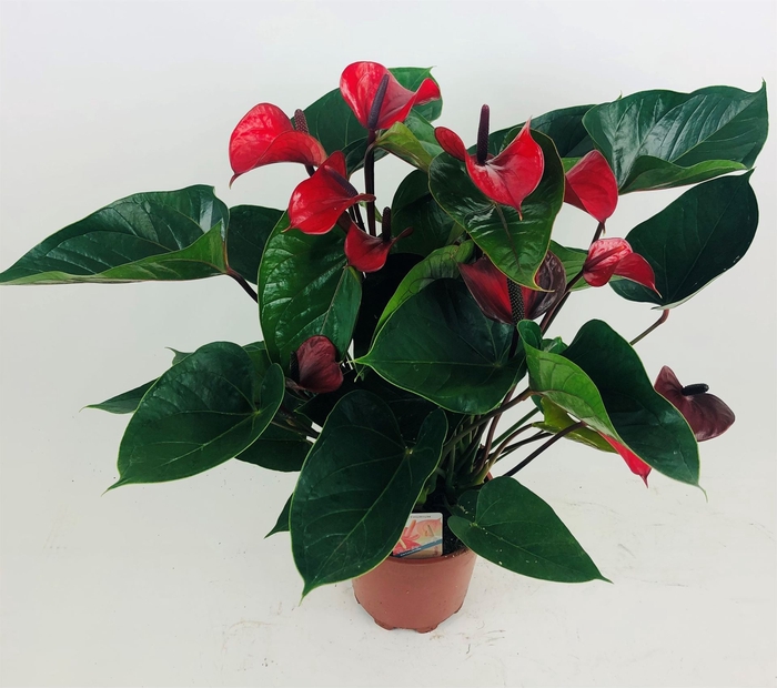 Anthurium  'Deco Red'