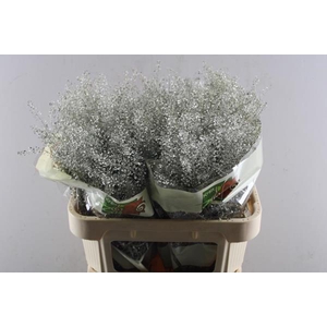 Deco Gr Thlaspi Gr Platina