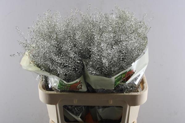 <h4>Deco Gr Thlaspi Gr Platina</h4>