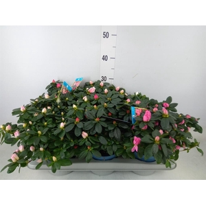 Rhododendron sim. 'Hellmut V' .mix6