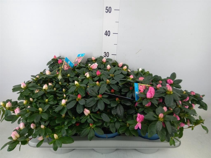 <h4>Rhododendron sim. 'Hellmut V' .mix6</h4>