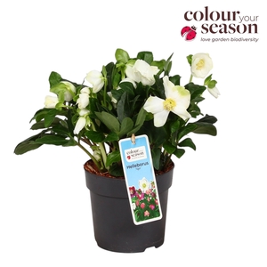 Helleborus Niger P13