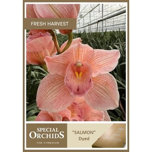 CYMB Dyed Salmon