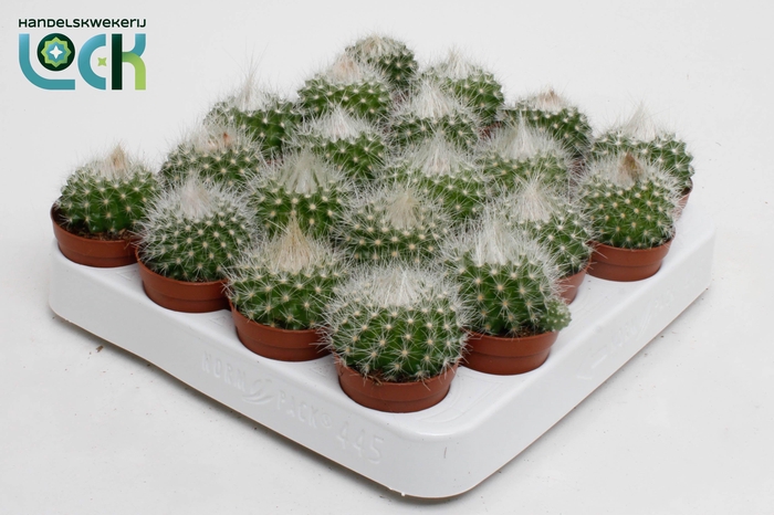 <h4>Parodia Penicilata</h4>