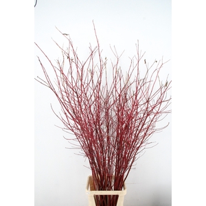 CORNUS ALBA SIBIRICA VERTAKT 180CM
