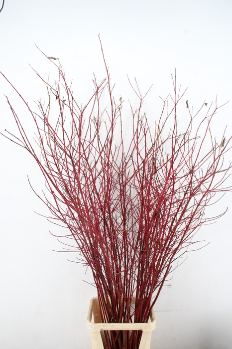 <h4>CORNUS ALBA SIBIRICA VERTAKT 180CM</h4>