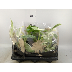 Philodendron   ...