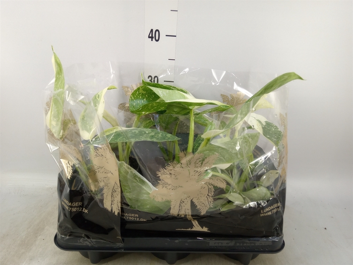 <h4>Philodendron   ...</h4>
