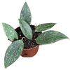 Hoya Overig Wibergiae