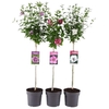 Hibiscus syriacus